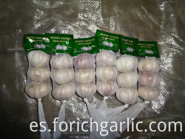 Fresh Regular White Garlic Crop 2019